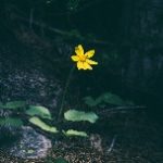 ptsd-cured-hypnotherapy-london ptsd cure hypnotherapy nlp london